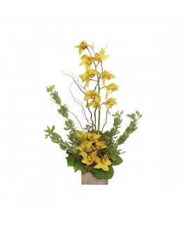 Shelf of orchid